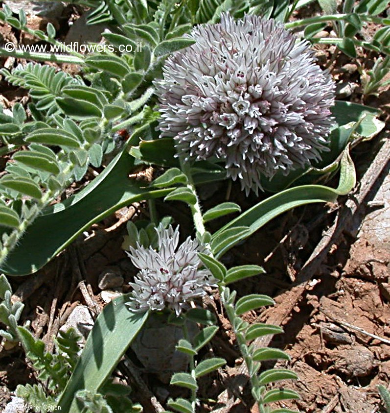 Allium libani